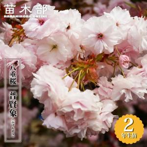 ハイブリッドモクレン（マグノリア） ジェニー (紅花) ポット苗 : 苗木