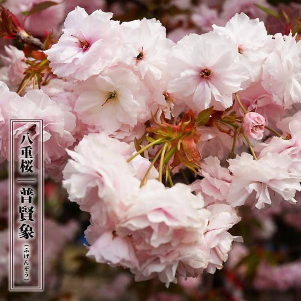 八重桜 普賢象 1年生接木苗