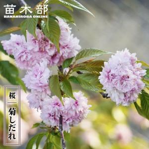 ヤマザクラ 吉田錦（ヨシダニシキ） 接木 6号ポット苗 爆買いweek
