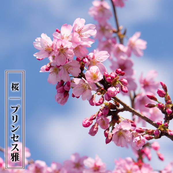 早咲き桜 埼玉