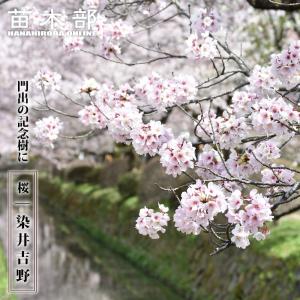 さくら 染井吉野 （そめいよしの） 1年生接木苗 ソメイヨシノ 予約販売12月〜翌年1月頃入荷予定