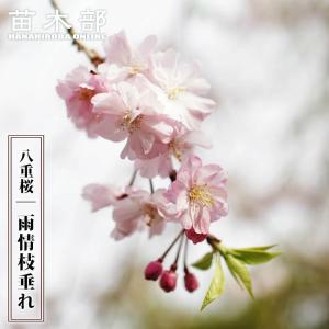 富士桜 富士しだれ 接木 4号ポット苗 : 苗木部 花ひろばオンライン