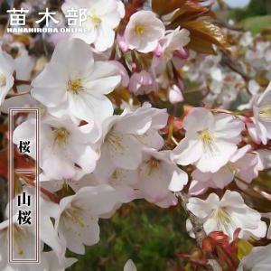 さくら 山桜 （やまざくら） 1年生 実生苗 予約販売12月〜翌年1月頃入荷予定