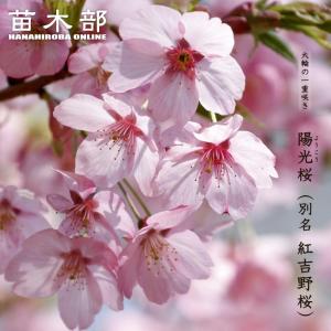 花桃 苗木 【ひなのたき ［登録品種］】 1年生 接ぎ木苗 : 苗木の専門