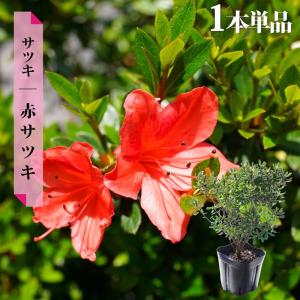 花芽付き さつき 苗 赤サツキ 4号ポット苗