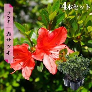 さつき 苗 一生の春 4本セット 4号ポット苗 : 苗木部 花ひろば