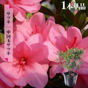 さつき 苗 一生の春 4本セット 4号ポット苗 : 苗木部 花ひろば