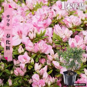 ブライトスター ユッカ・グロリオサ ユッカ 根巻き大苗 耐寒性南欧風