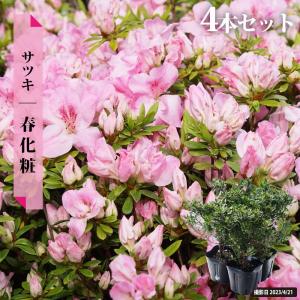 さつき 苗 一生の春 4本セット 4号ポット苗 爆買いweek : 苗木部 花