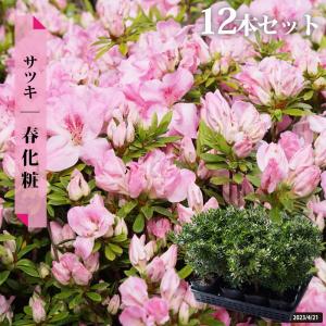 さつき 苗 大盃 （ ピンク ） 12本セット 4号ポット苗 : 苗木部 花