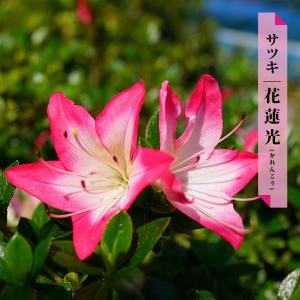 さつき 苗 花蓮光/かれんこう 4本セット 4号ポット苗｜hanahirobaonline