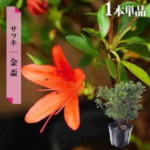 受注生産 薩摩焼 十五代沈壽官作(ちんじゅかん)白薩摩九寸花瓶 本金秋