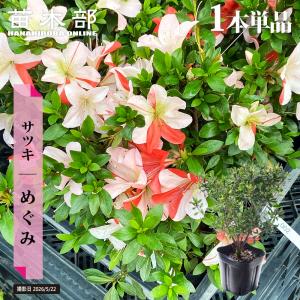 タイサンボク リトルジェム 苗木 常緑樹⭕️花芽付き⭕️ わい性タイサンボク リトルジェム 接木ポット苗 : 苗木部 花ひろば