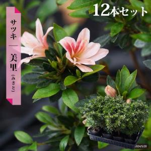 さつき 苗 大盃 （ ピンク ） 12本セット 4号ポット苗 爆買いweek