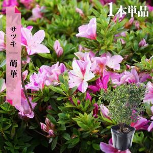 庭木：サツキ*（さつき・大盃） 大株 : 遊恵盆栽 Yahoo!店 - 通販