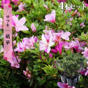 さつき　大盃 さつき花辞典：大盃 ｜ さつき盆栽春夏秋冬