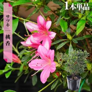 さつき 苗 真如の月 4号ポット苗 爆買いweek : 苗木部 花ひろば