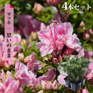 さつき 苗 大盃 （ ピンク ） 4号ポット苗 爆買いweek : 苗木部 花