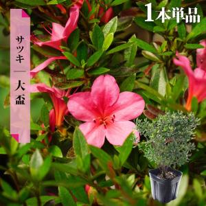 さつき 苗 大盃 （ ピンク ） 4本セット 4号ポット苗 : 苗木部 花