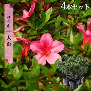 さつき 苗 一生の春 4本セット 4号ポット苗 爆買いweek : 苗木部 花