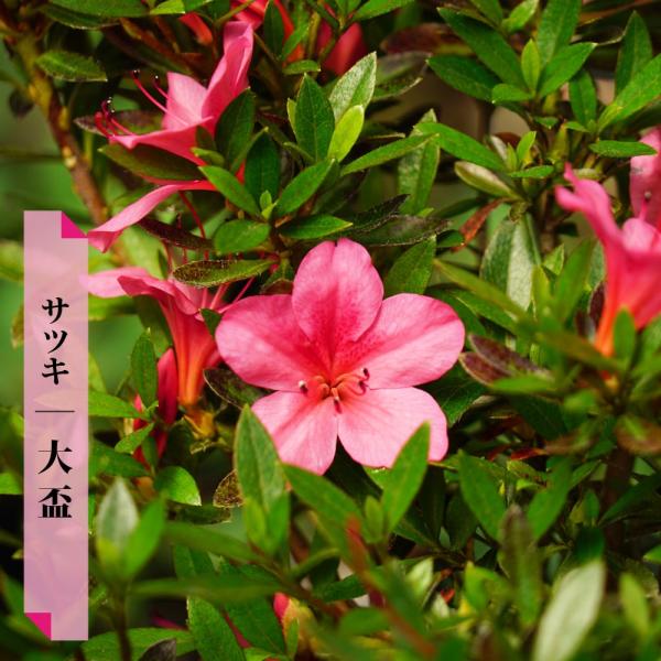 花芽付き さつき 苗 大盃 （ ピンク ） 4号ポット苗