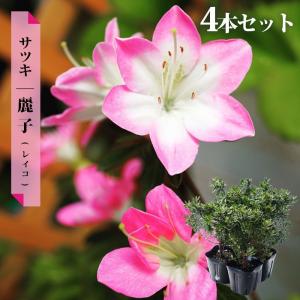 さつき 苗 麗子/レイコ 12本セット 4号ポット苗 爆買いweek : 苗木部