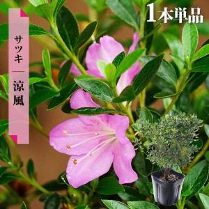 ツツジ 苗 クルメツツジ 麒麟/キリン 4号ポット苗 爆買いweek : 苗木部