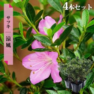 オオヤエクチナシ 根巻き（またはポット）苗 : 苗木部 花ひろば