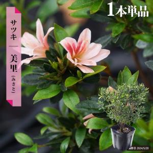 さつき 苗 美里/みさと 4本セット 4号ポット苗 爆買いweek : 苗木部 花
