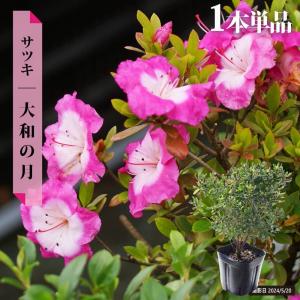 日本花キ流通 予約販売 深山霧島ツツジ 春雨 9cmポット 開花予定株