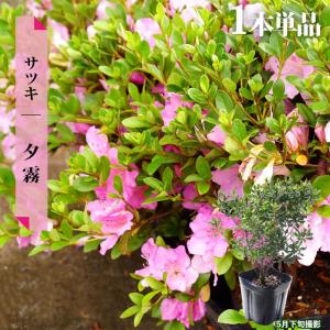 ツツジ 苗木 販売 【平戸ツツジ ピンク 八重】 4号ポット苗 : 苗木の