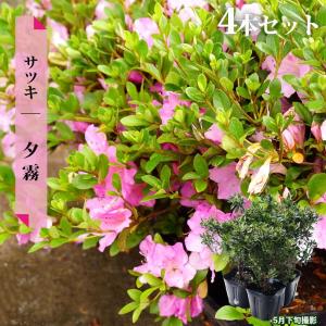 ツツジ 本霧島（本キリシマ） 7号鉢植え 爆買いweek : 苗木部 花ひろば
