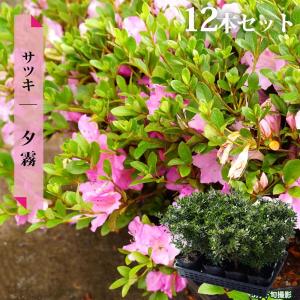 西洋シャクナゲ ハイドンハンター 5号鉢植え : 苗木部 花ひろば
