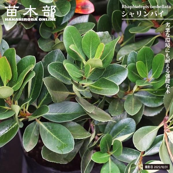 シャリンバイ 5号ポット苗