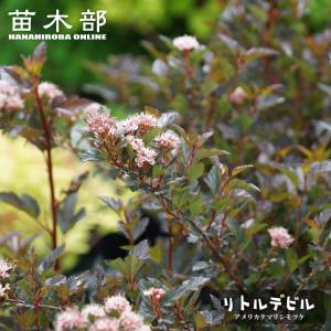 黄金葉カシワバアジサイ リトルハニー ：黄金葉柏葉紫陽花