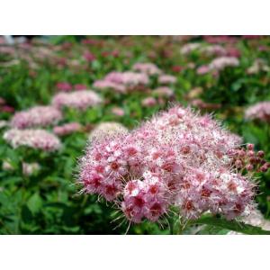 クリスマスローズ苗 原種 ボッコネイ 香り 杉光園芸 杉山交配 9cm