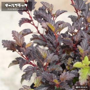 クロモジ （黒文字） 根巻き苗 : 苗木部 花ひろばオンライン - 通販