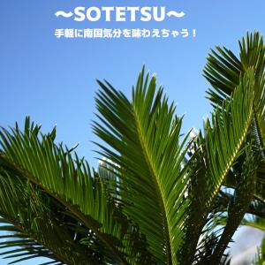 魅力的な 蘇鉄 ソテツ 70cm Good Style 大苗 観葉植物 Niwaki Sotetsu22 苗木部 花ひろばオンライン 通販 Yahoo ショッピング Eisnt Com