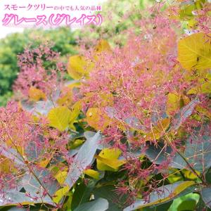 スモークツリー シトロンシュシュ 3号ポット苗 : 苗木部 花ひろば