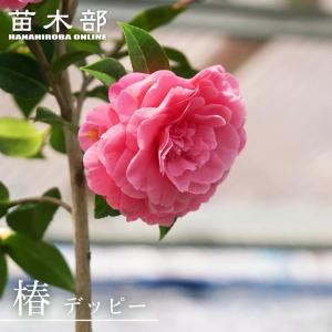 花芽付き 椿 苗 ダローネガ 接木 白鉢植え 開花 2〜4月 : 苗木部 花
