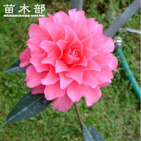 椿 苗 ピンクダリア 接木 白鉢植え 開花 2〜4月
