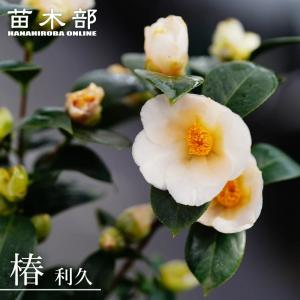 椿 苗 利久 接木 白鉢植え 開花 2〜4月頃の商品画像