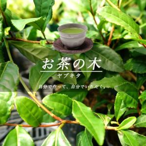 お茶の木 ヤブキタ茶 5号ポット苗｜hanahirobaonline