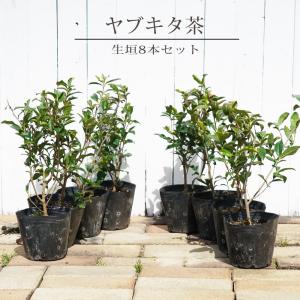 お茶の木 ヤブキタ茶 5号ポット苗 8本セット｜苗木部 花ひろばオンライン