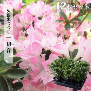 ツツジ 苗 吉野ツツジ 12本セット 4号ポット苗 : 苗木部 花ひろば