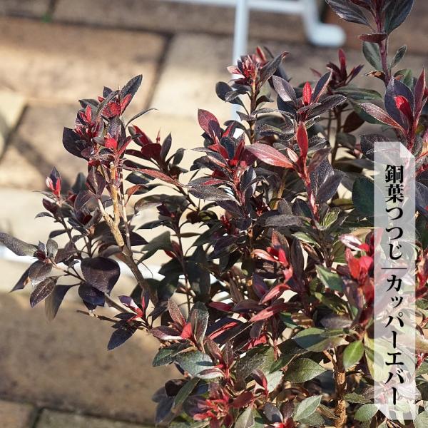 銅葉ツツジ カッパーエバー 5号ポット苗