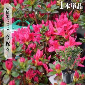 ツツジ 本霧島（本キリシマ） 7号鉢植え 爆買いweek : 苗木部 花ひろば