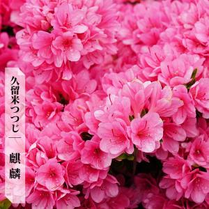 金子玄海ツツジ（カネコゲンカイツツジ） 根巻き苗 爆買いweek : 苗木