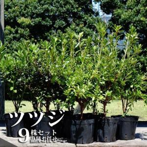 日本花キ流通 ラベンダー グロッソ 大株 6号ポット 送料無料 宿根草