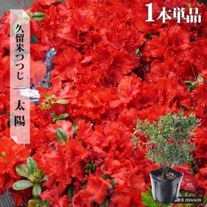 ツツジ 苗 リュウキュウツツジ 琉球絞り 4号ポット苗木 : 苗木部 花
